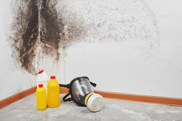 Best Certified Mold Removal  in Dennis Port, MA
