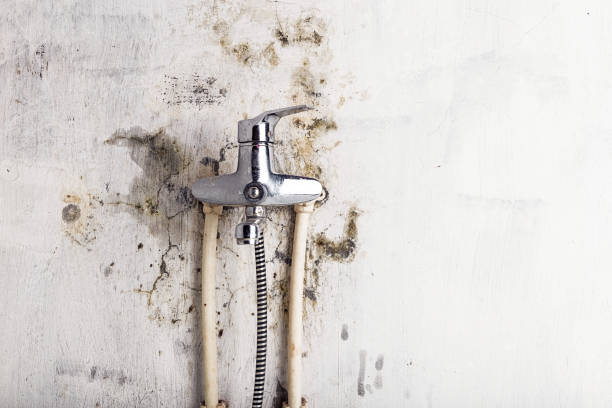 Best Professional Mold Removal  in Dennis Port, MA