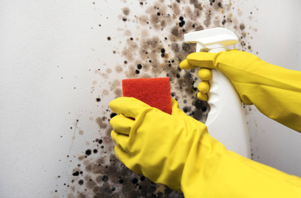 Certified Mold Removal in Dennis Port, MA