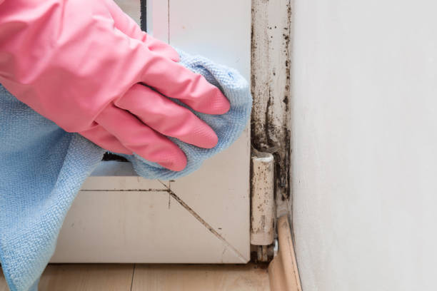 Professional Mold Removal in Dennis Port, MA